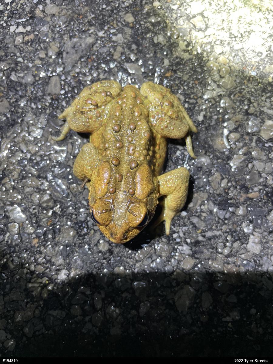 Eastern American Toad