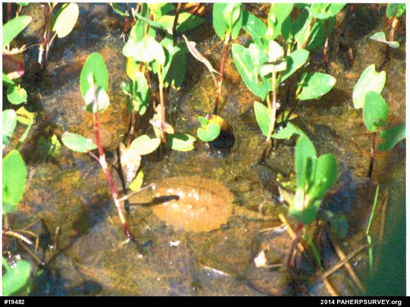 Snapping Turtle