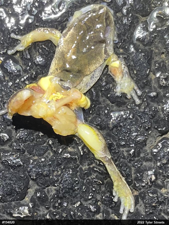 Spring Peeper