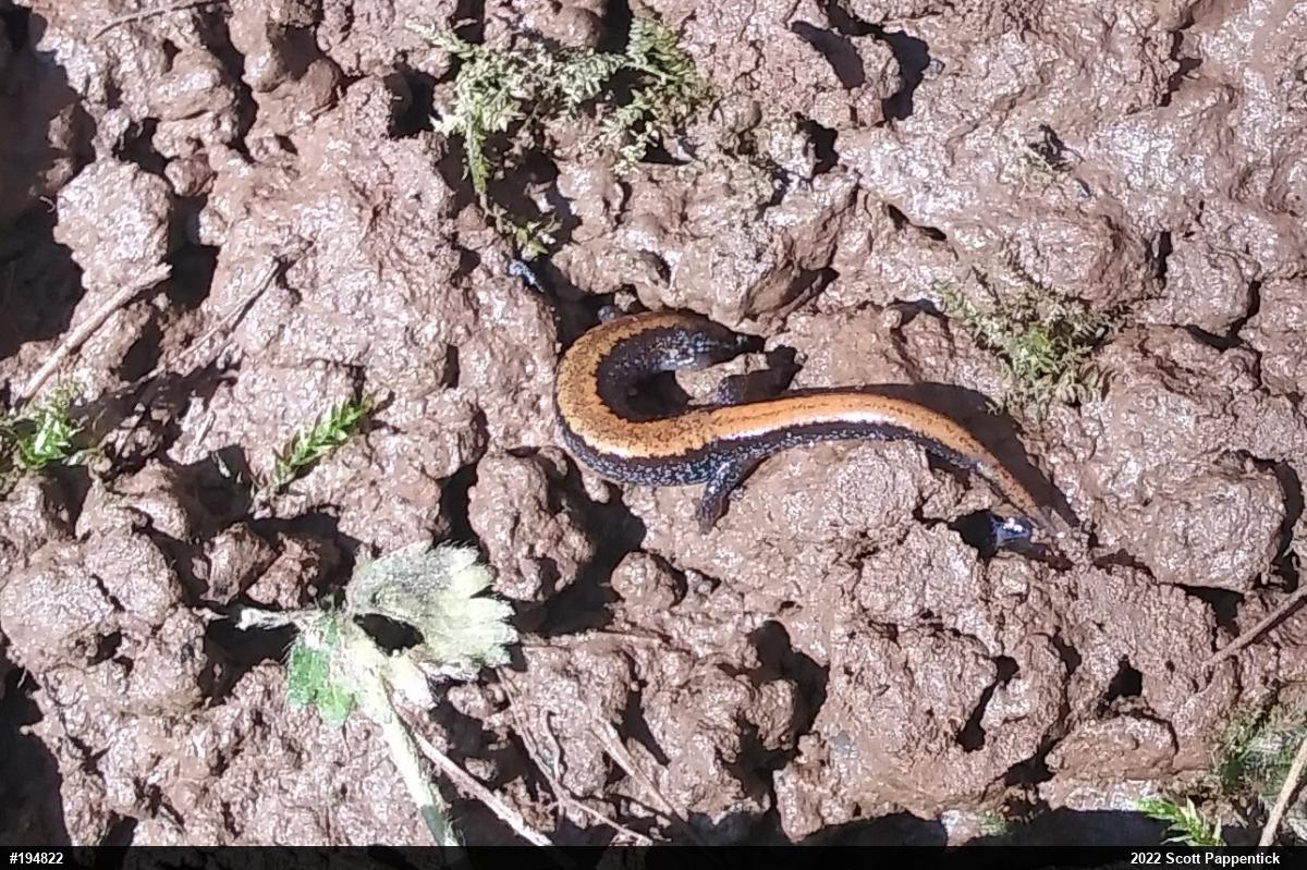 Eastern Red-backed  Salamander