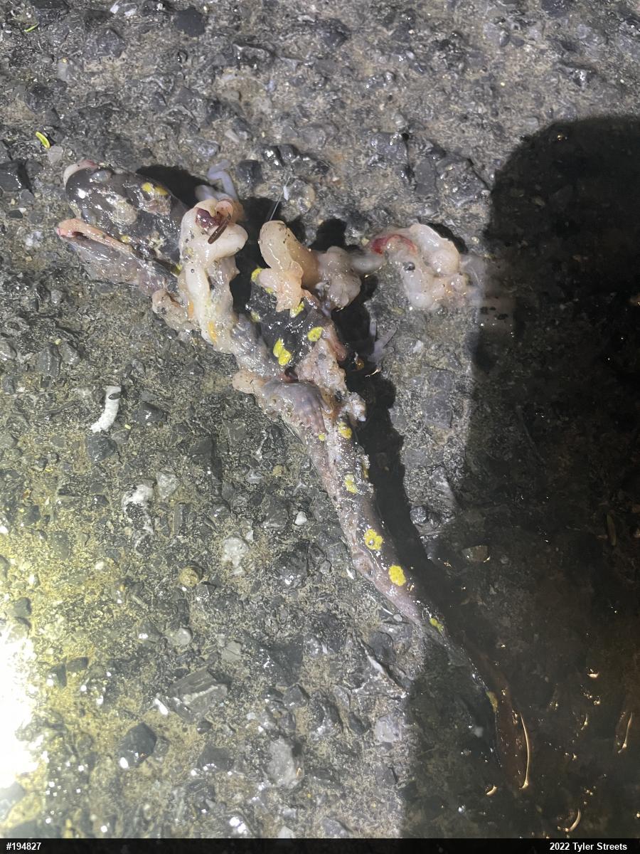 Spotted Salamander