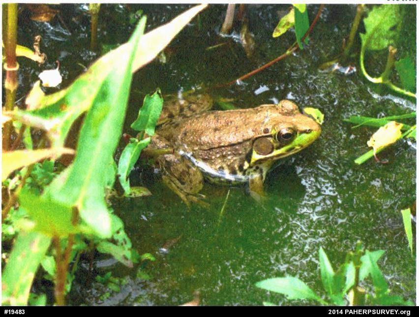 Green Frog