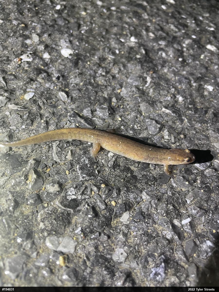 Northern Dusky Salamander