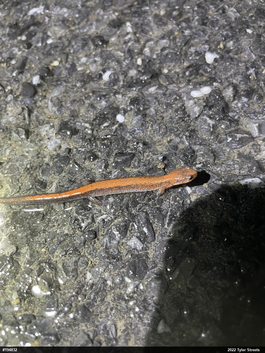 Eastern Red-backed  Salamander