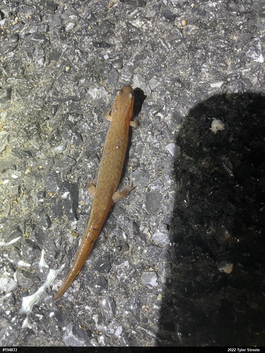 Northern Dusky Salamander