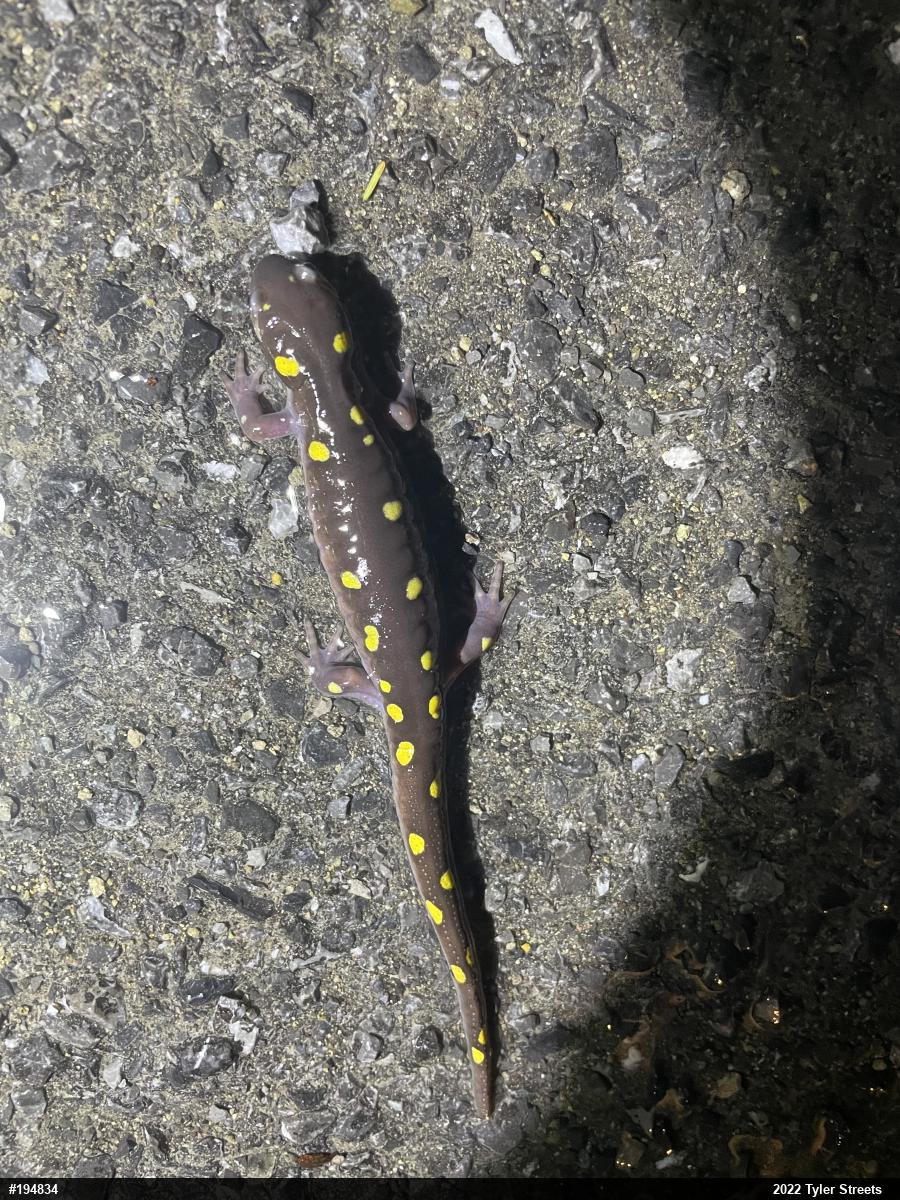 Spotted Salamander