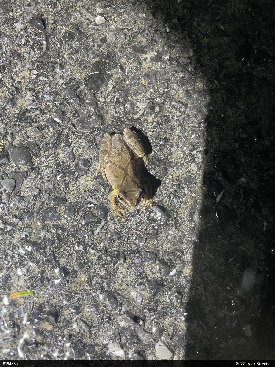 Spring Peeper