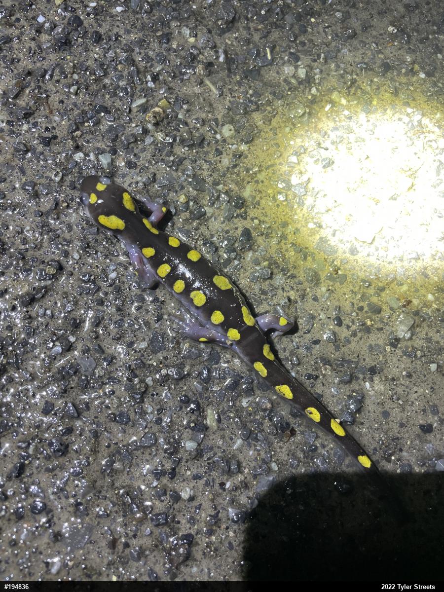 Spotted Salamander