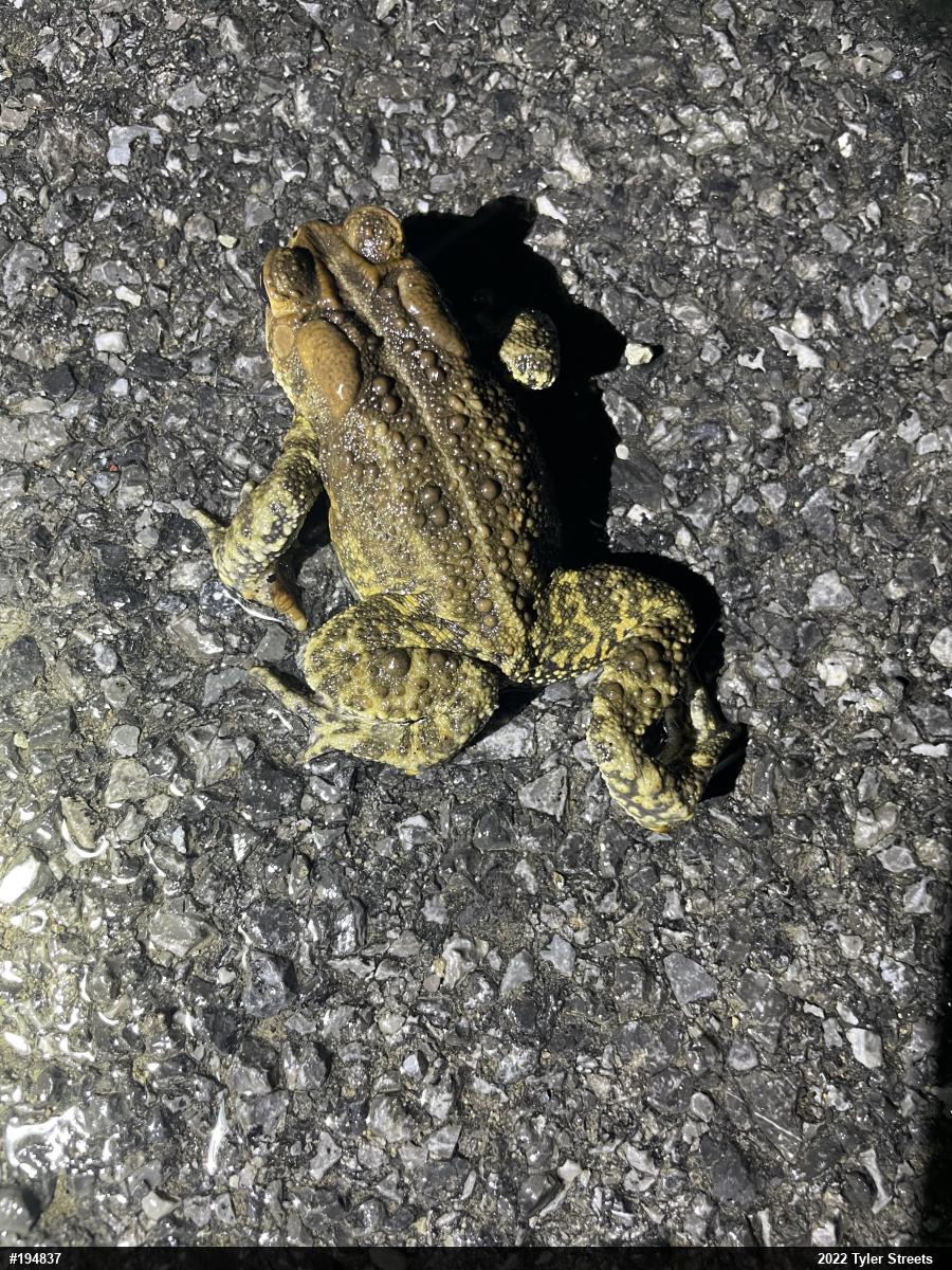 Eastern American Toad
