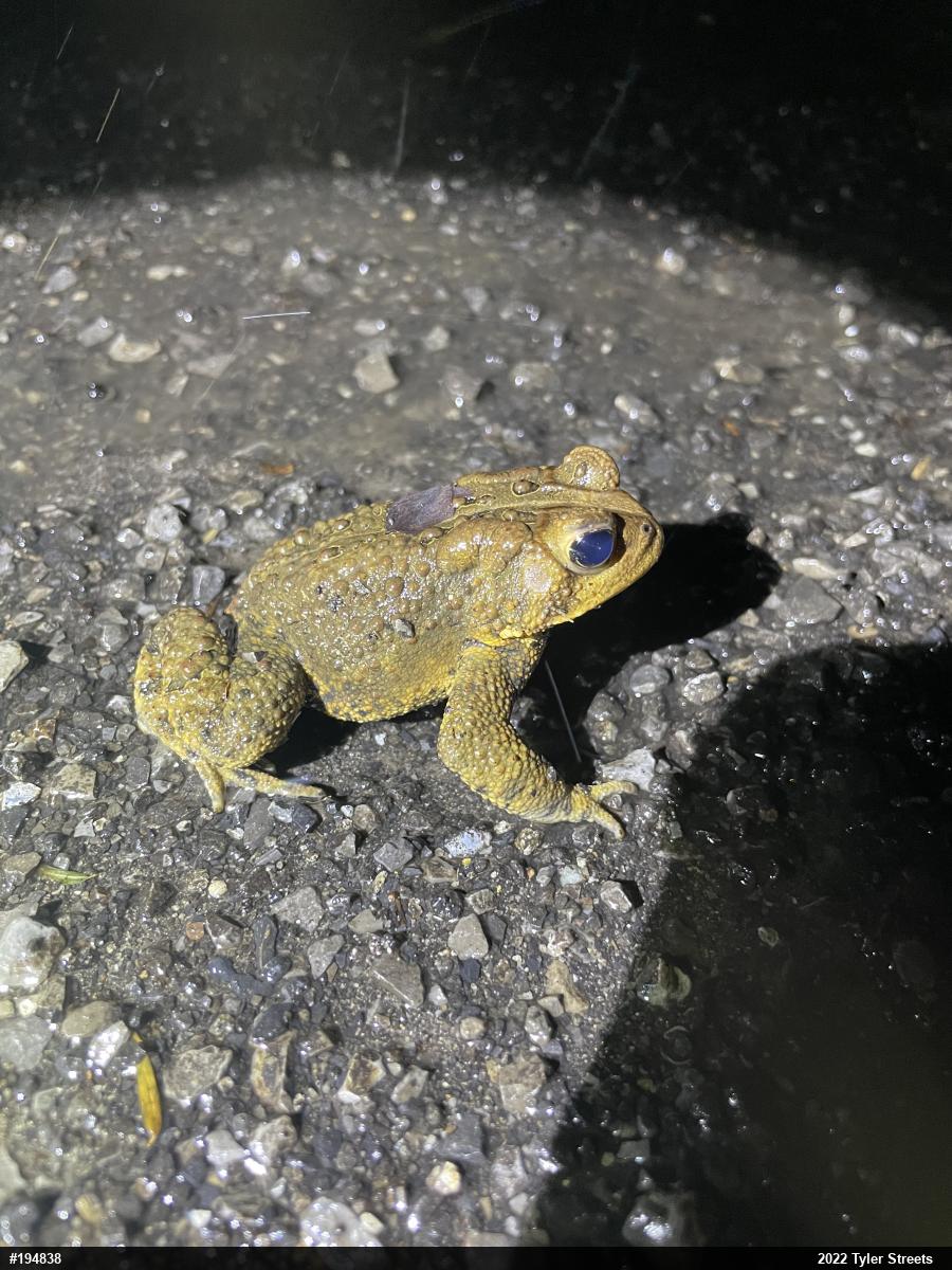 Eastern American Toad