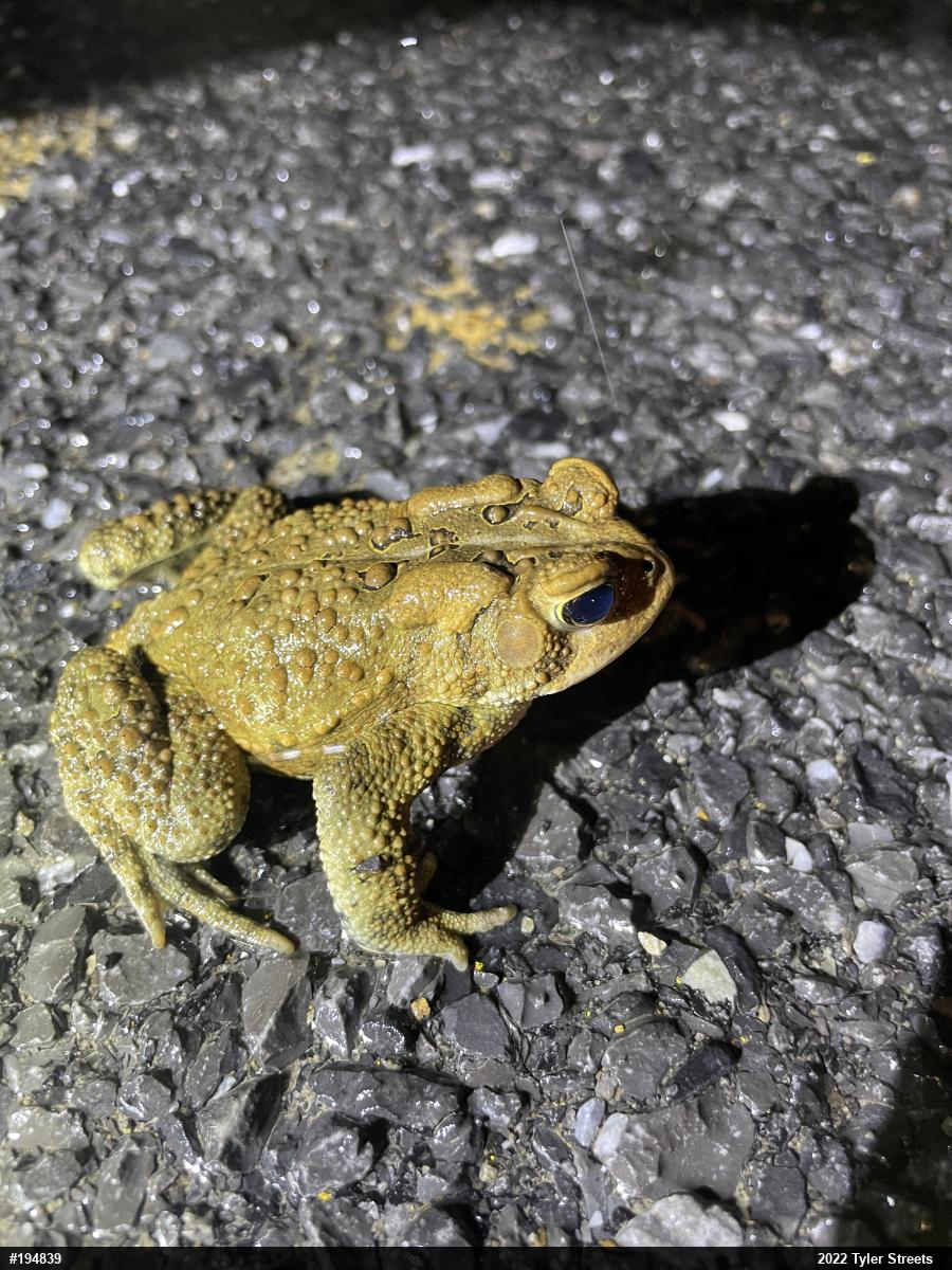 Eastern American Toad