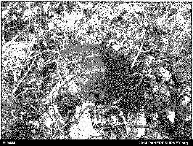 Painted Turtle