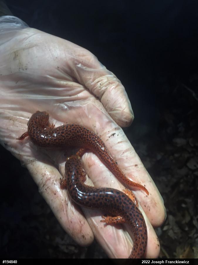 Northern Red Salamander