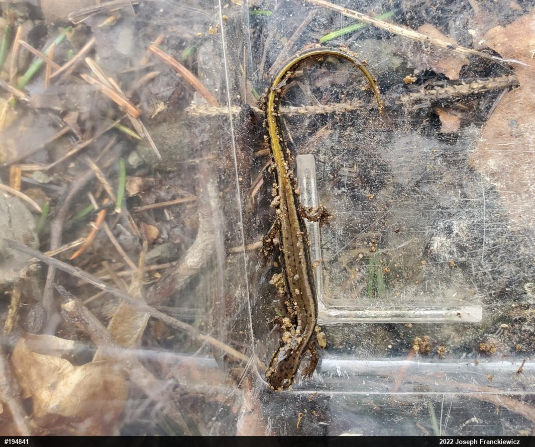 Northern Two-lined Salamander