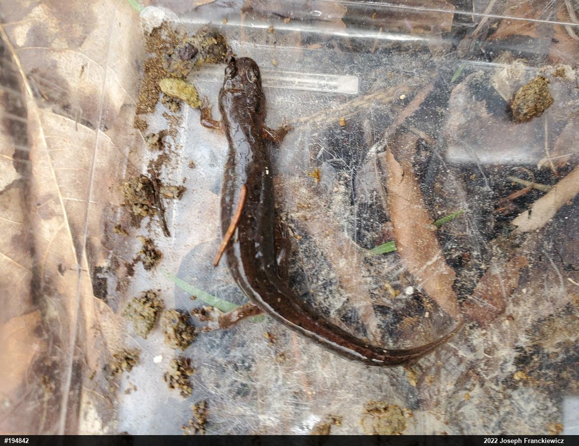 Northern Dusky Salamander