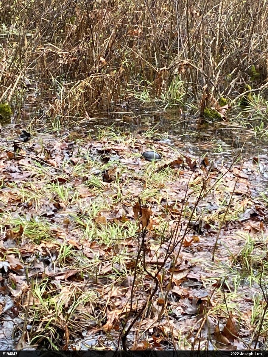 Spotted Turtle