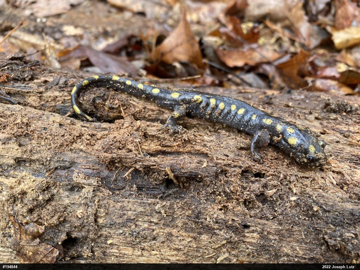 Spotted Salamander