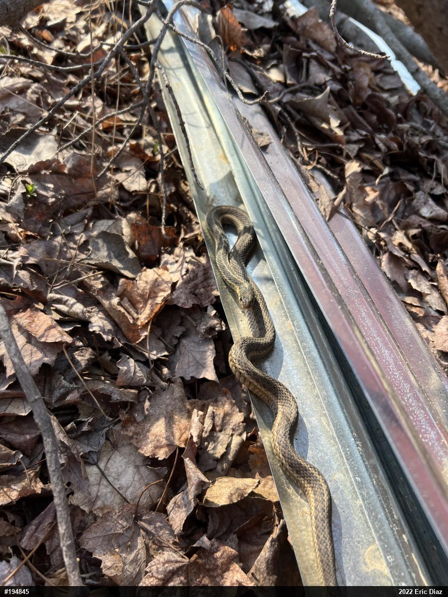 Eastern Gartersnake