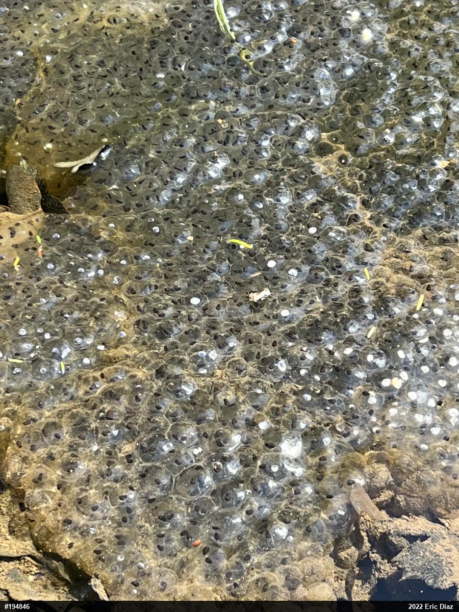 Wood Frog
