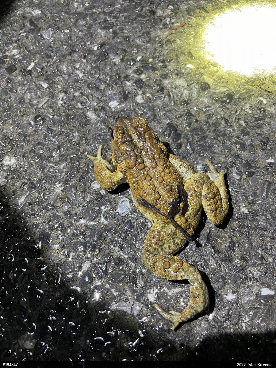 Eastern American Toad