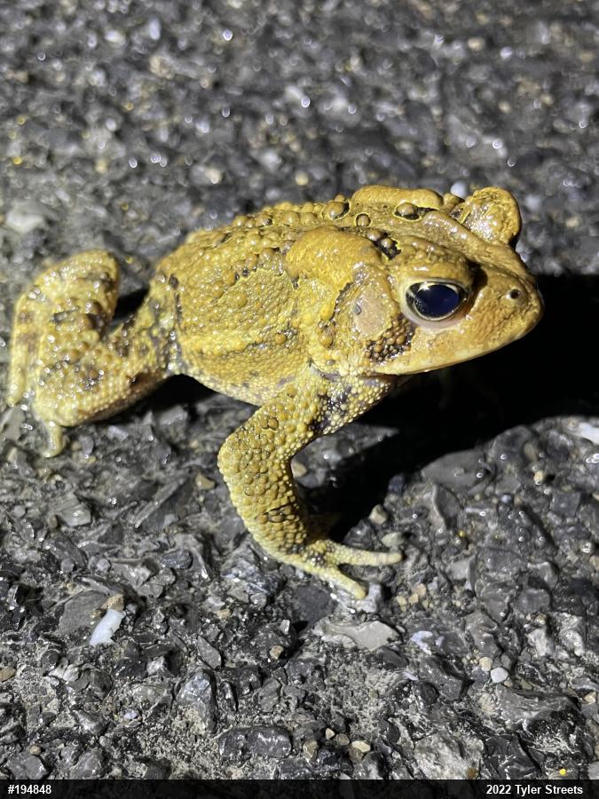 Eastern American Toad