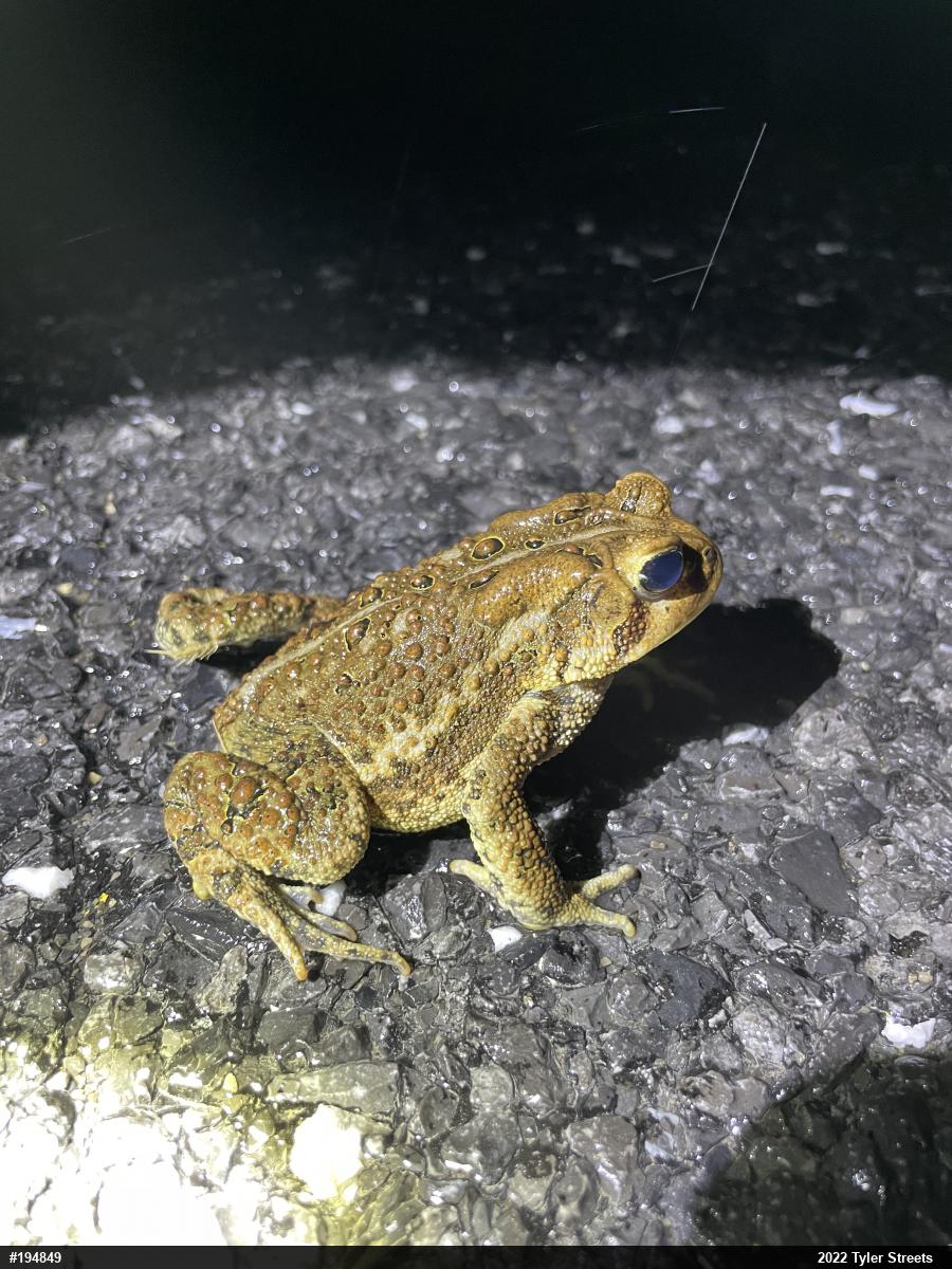 Eastern American Toad