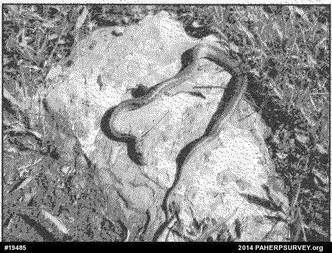 Dekay's Brownsnake