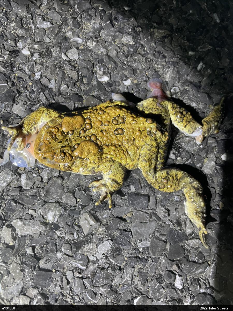 Eastern American Toad