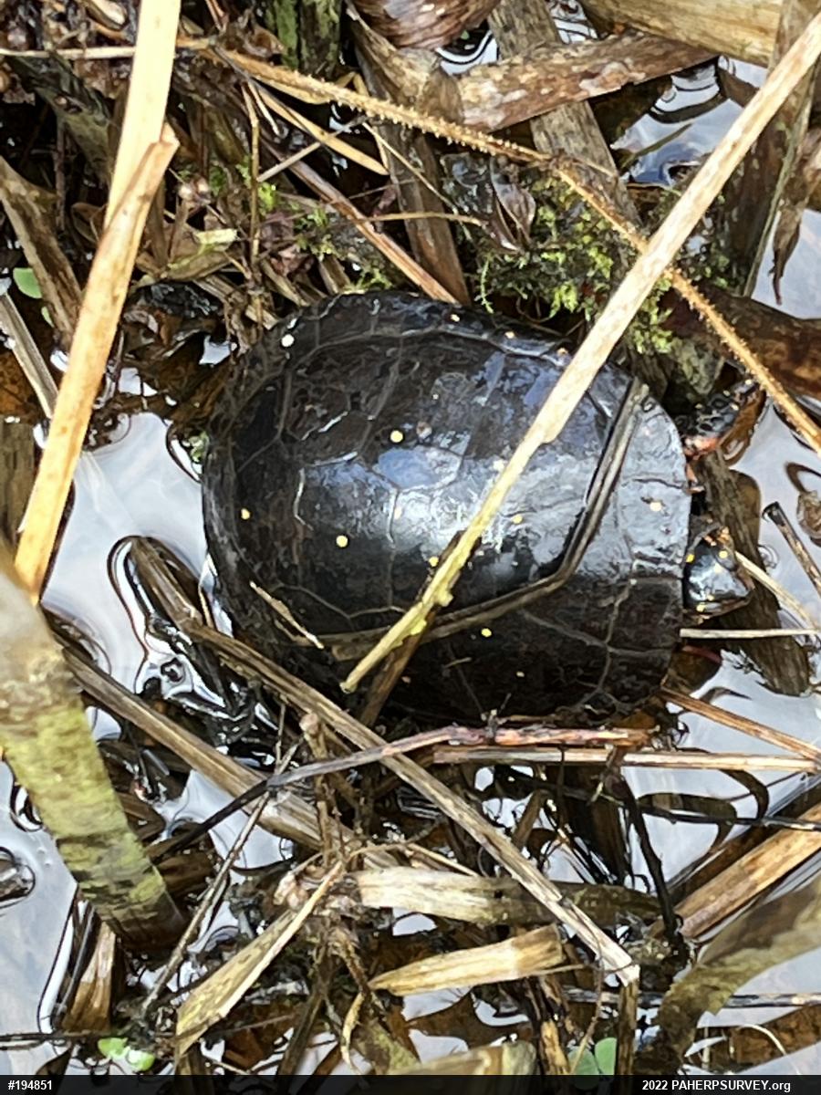 Spotted Turtle