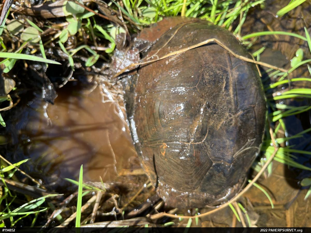 Eastern Box Turtle