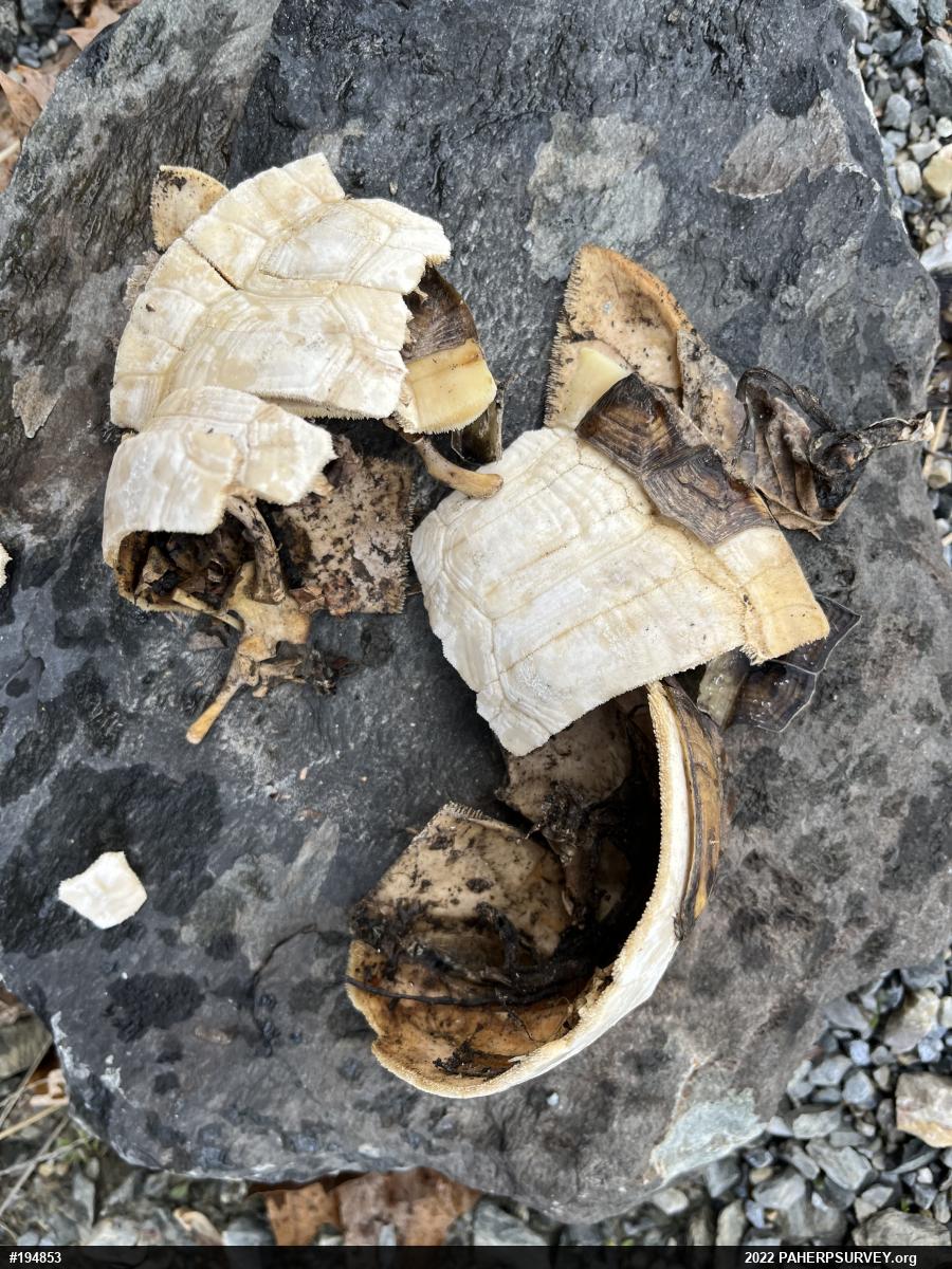 Eastern Box Turtle