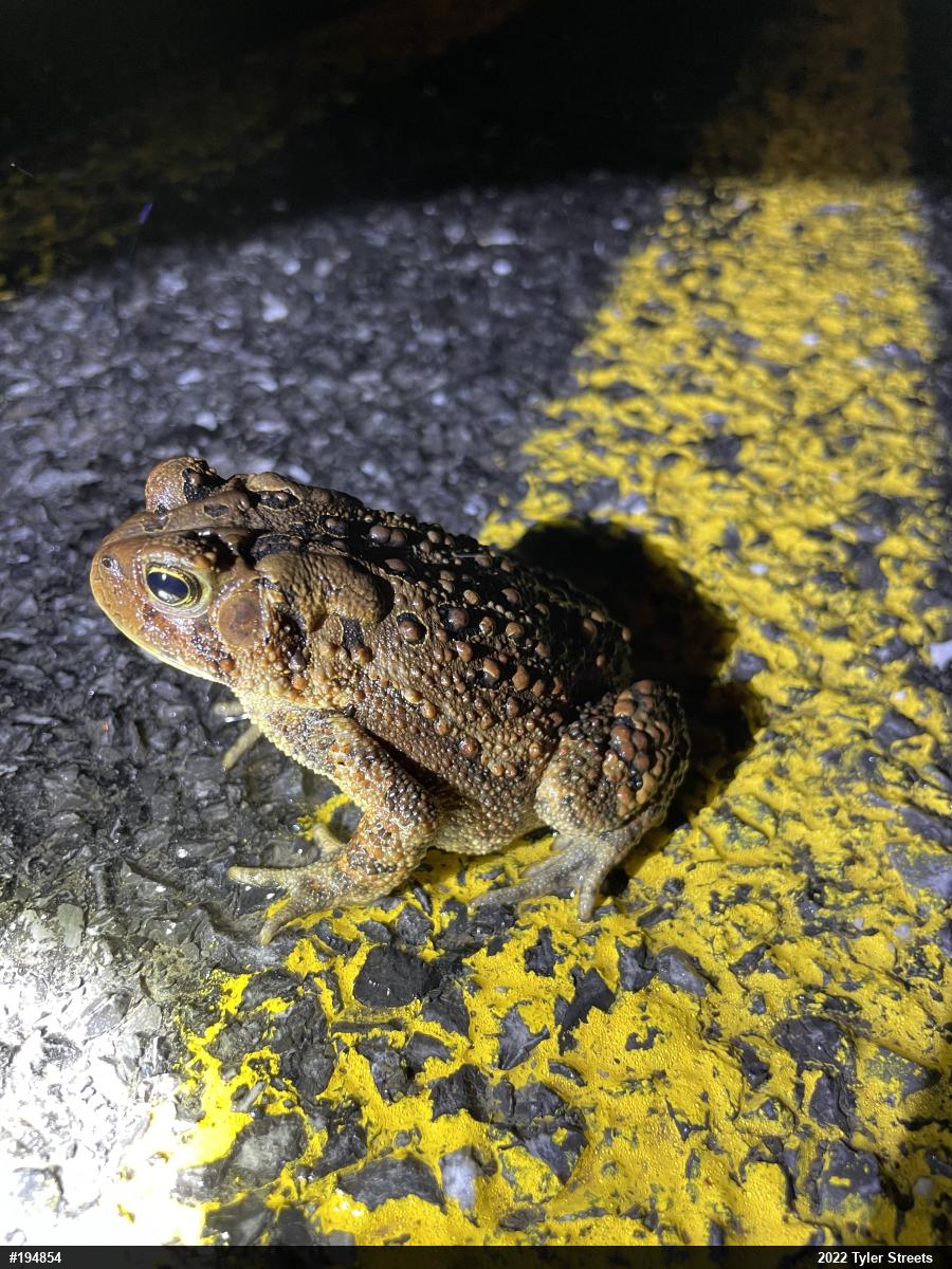 Eastern American Toad