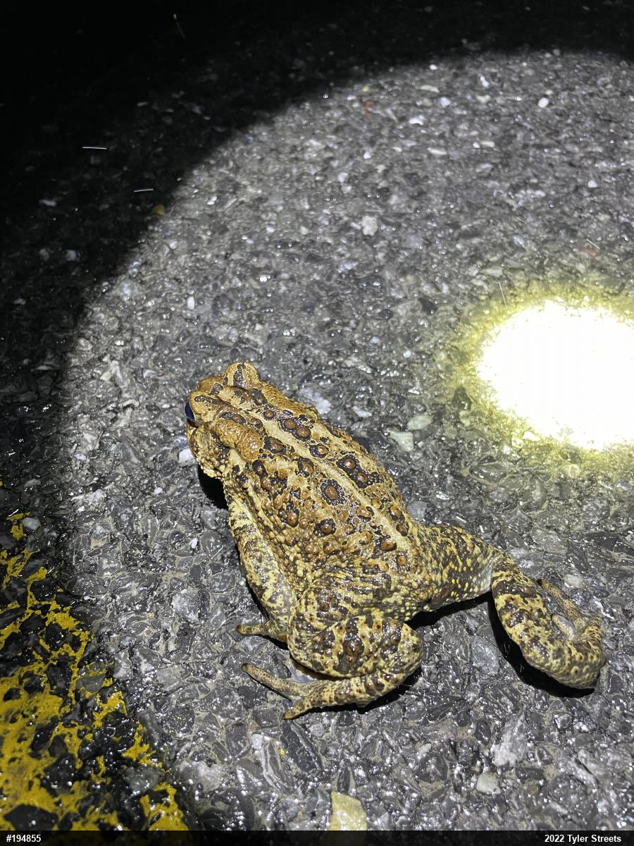 Eastern American Toad