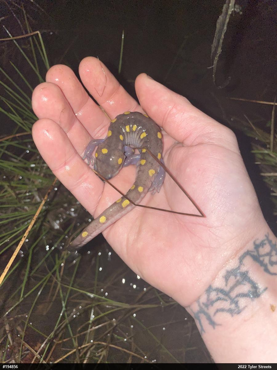 Spotted Salamander