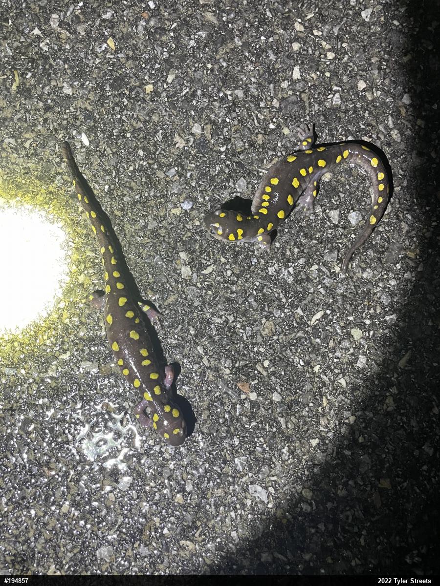 Spotted Salamander