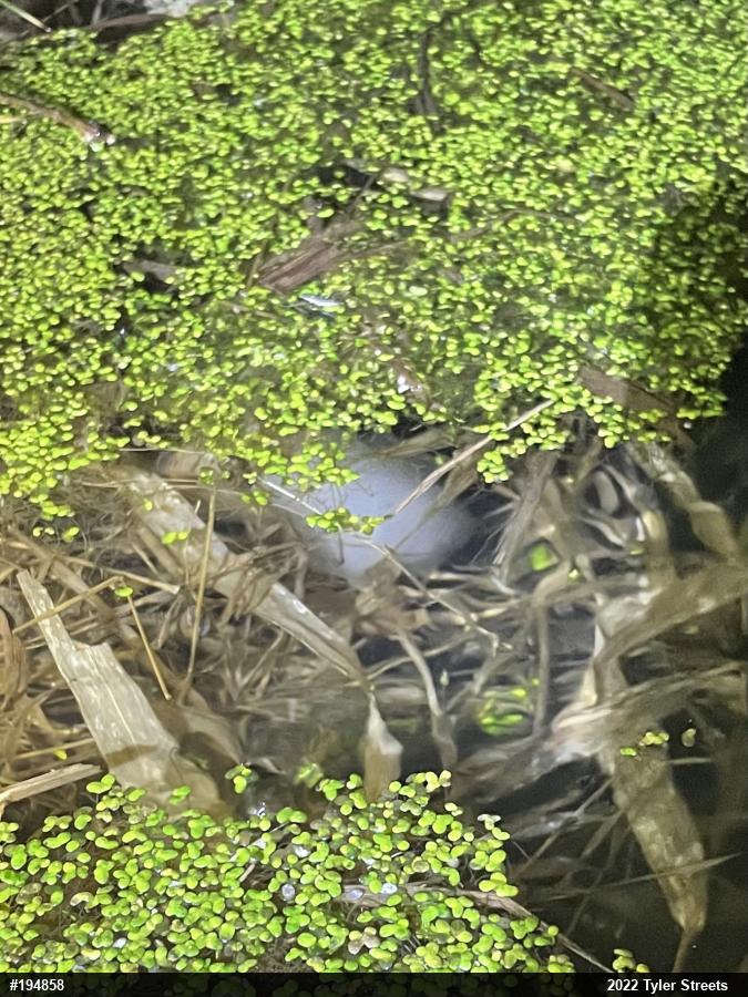 Spotted Salamander