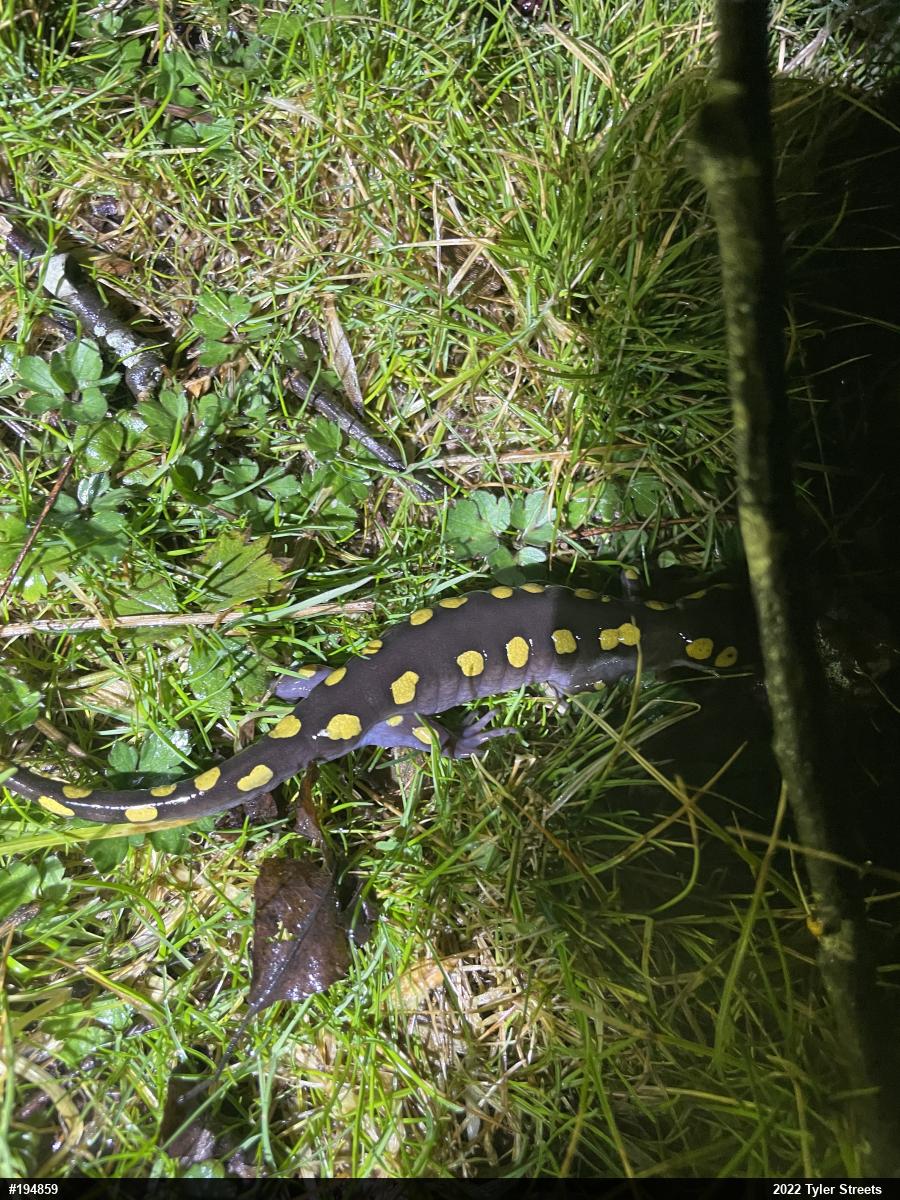 Spotted Salamander
