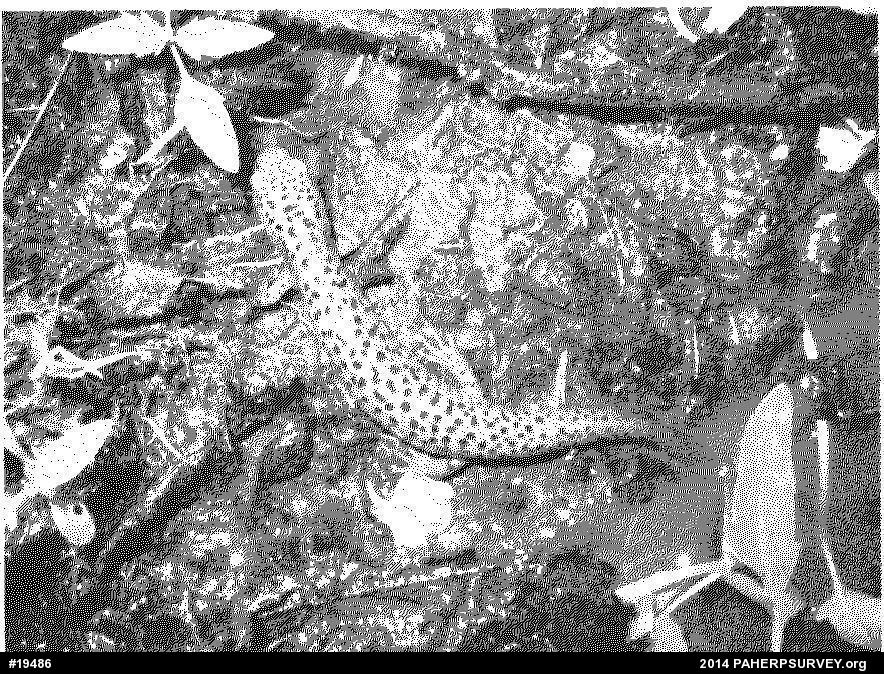 Northern Red Salamander