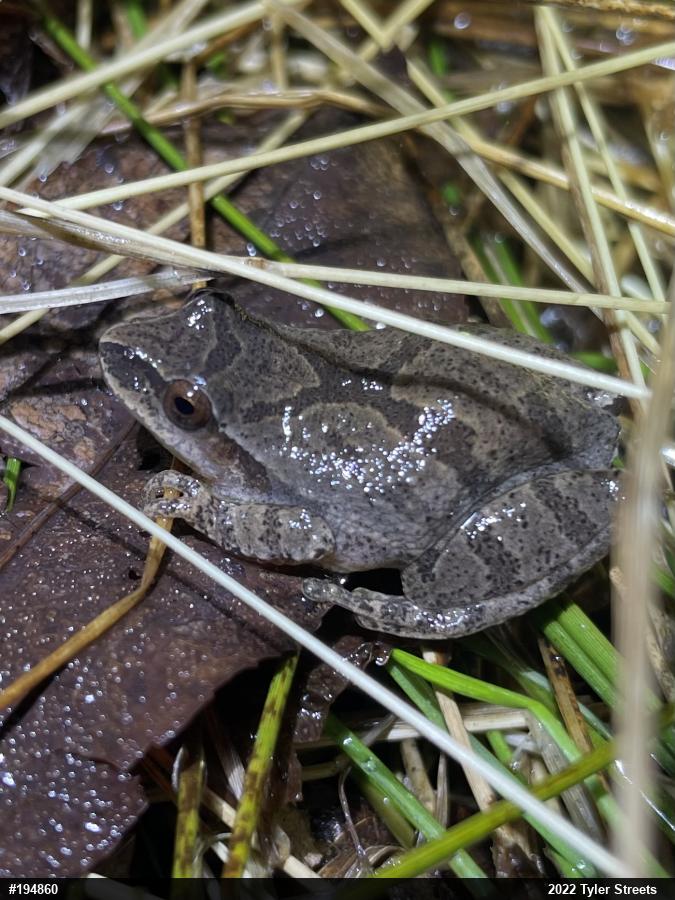 Spring Peeper