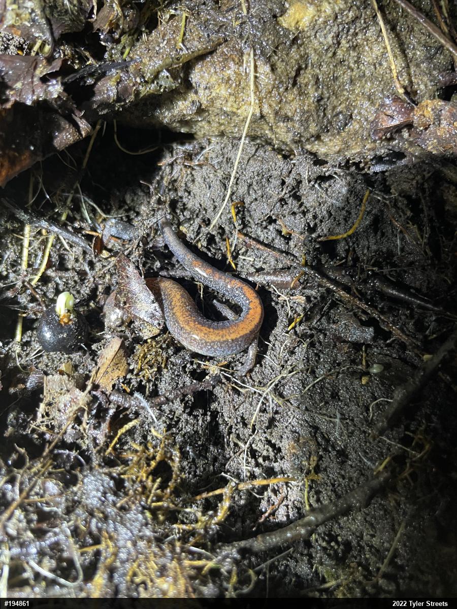 Eastern Red-backed  Salamander