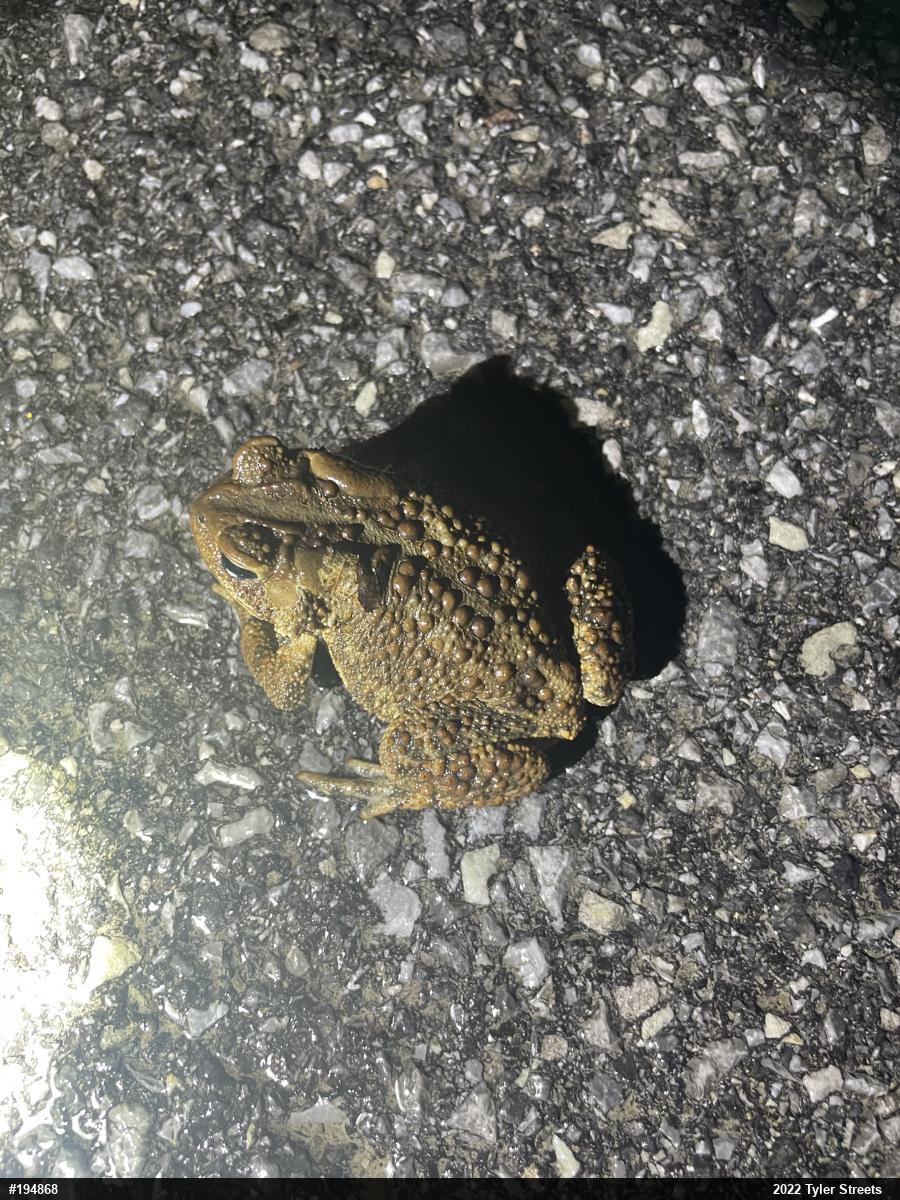 Eastern American Toad