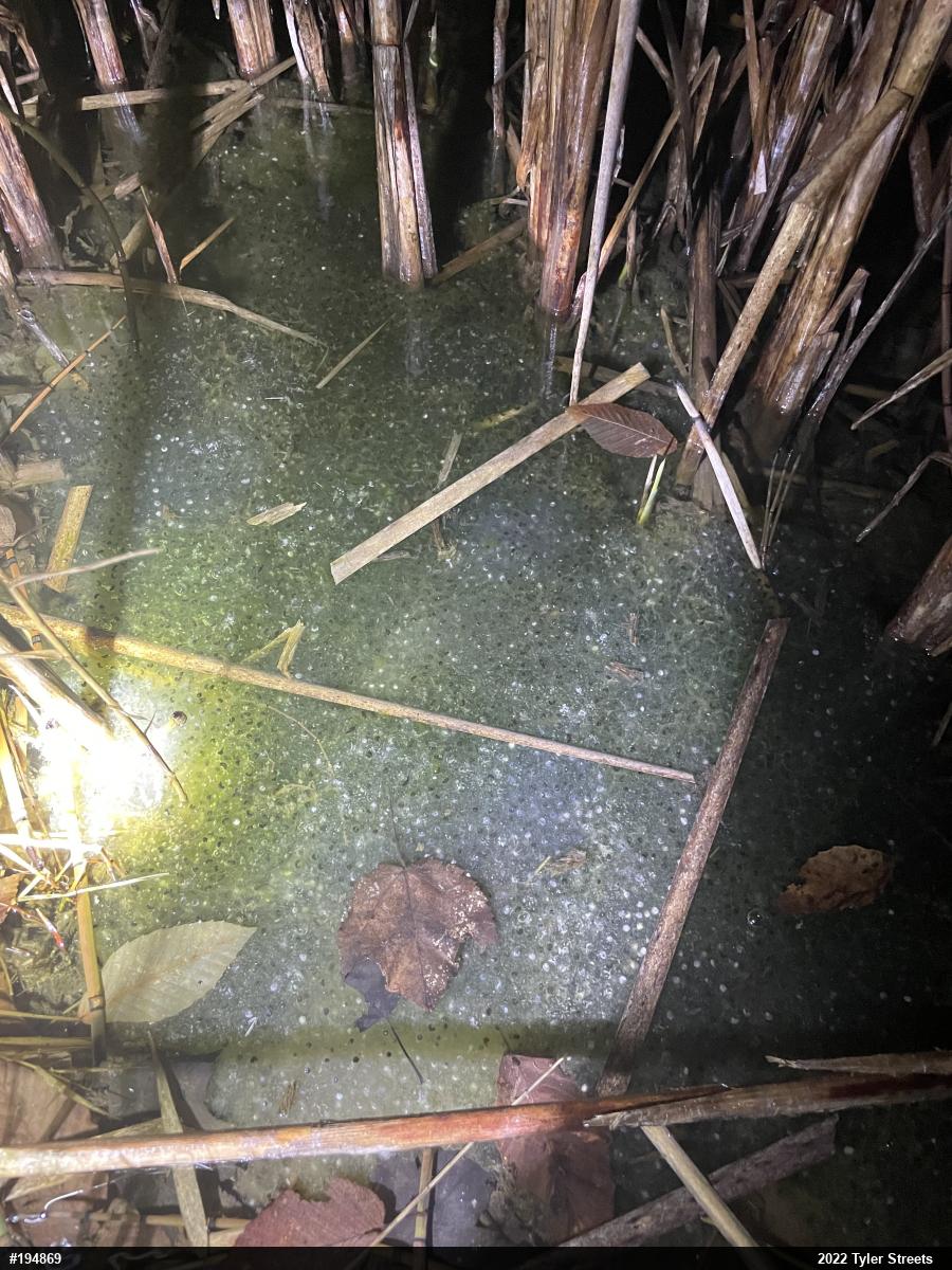 Wood Frog