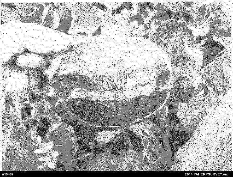Snapping Turtle