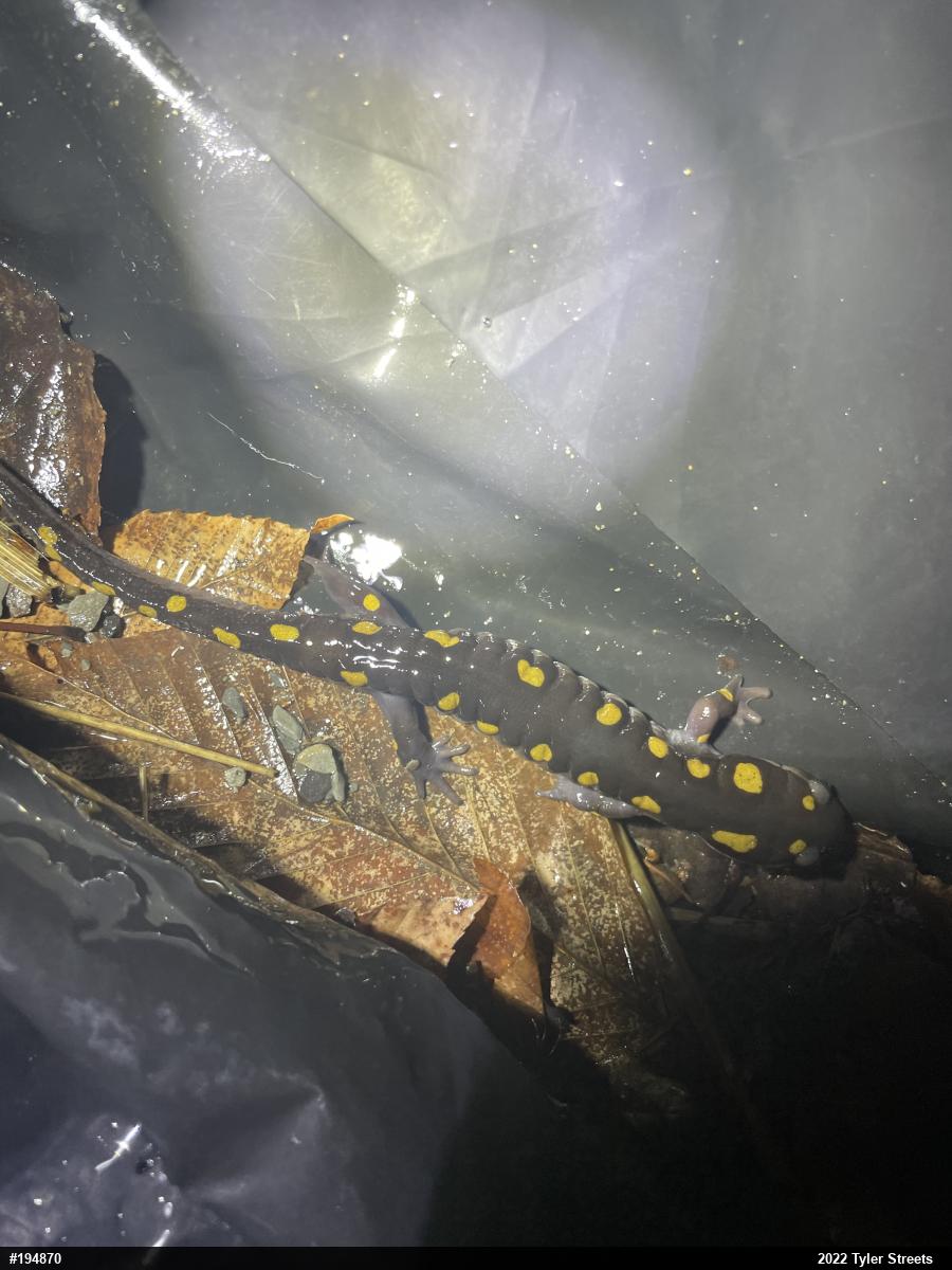 Spotted Salamander