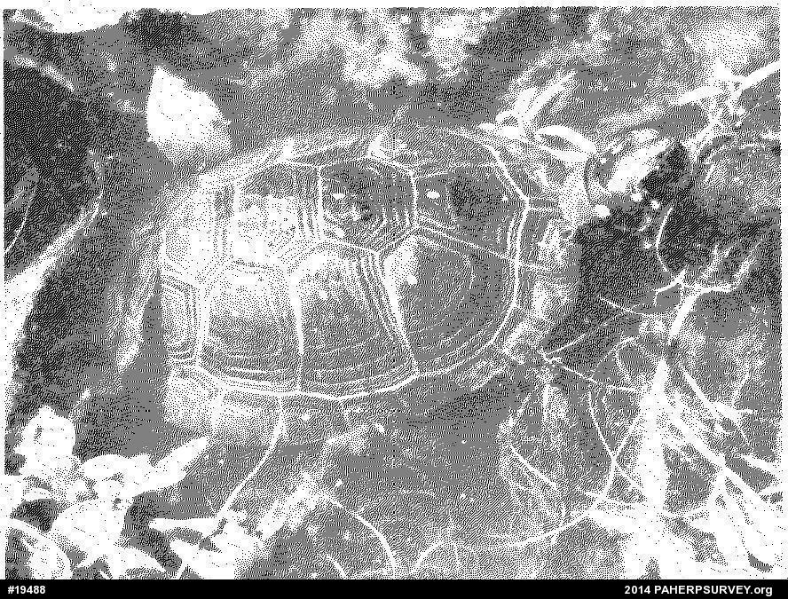 Spotted Turtle