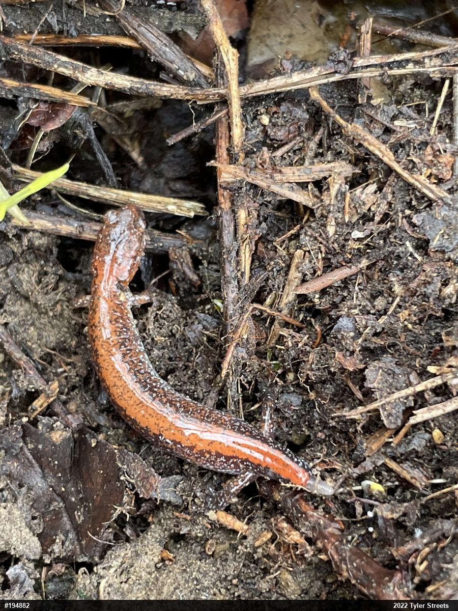Eastern Red-backed  Salamander