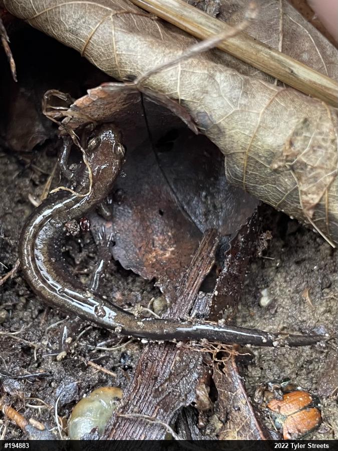 Allegheny Mountain Dusky Salamander