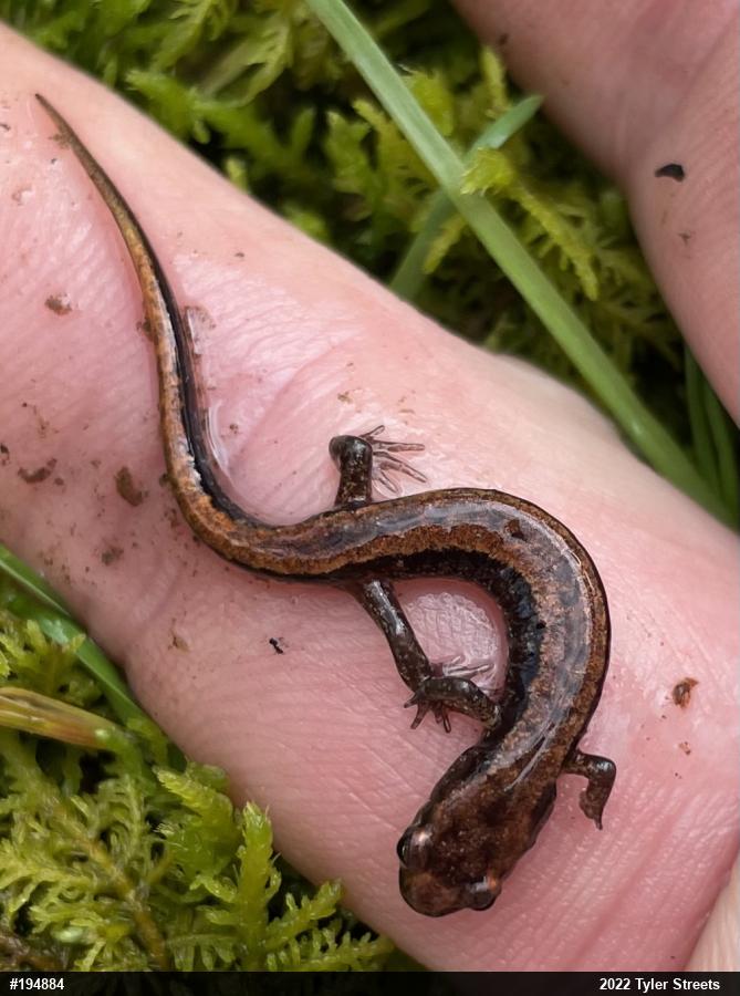 Allegheny Mountain Dusky Salamander