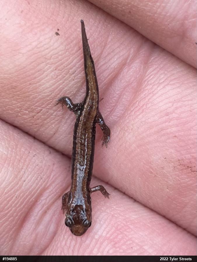 Allegheny Mountain Dusky Salamander