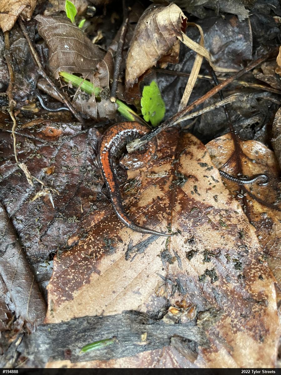 Eastern Red-backed  Salamander